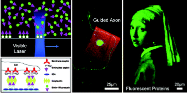 Graphical abstract: Patterning protein concentration using laser-assisted adsorption by photobleaching, LAPAP