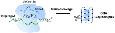 Graphical abstract: CRISPR-Cas12a trans-cleaves DNA G-quadruplexes